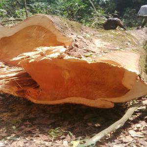  Grumes De Pachyloba En Vente Douala Cameroun - bois charbon fibre nous disposons de 5000 m3 de grumes de pachyloba dans nos forets du cameroun en vente au prix fob douala et les spécifications sont les suivantes------l- 5à 10 m ;  d - 60-69 ai prix 570 euros,  70-79 au prix de 650 euros,  80-89 au prix de 750 euros; 90-99 au prix  de 900 euros/m3 fob d