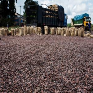  Ventedecafécacao - café cacao thé je suis a la recherche d'acheteur de cacao et de café cerise de qualité... je ne veux pas plus passer par le gouvernement ivoirien pour vendre mes produits car il abuse un peu trop maintenant je vous prie de bien vouloir prendre contacte avec moi pour tout achat je vous garantie que to