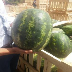  Watermelon - fruits et légumes we have high quality of watermelon and cantaloupe, we can supply you how much you want.--best quality and satisfaction guaranteed .----do not hesitate to ask for more details.