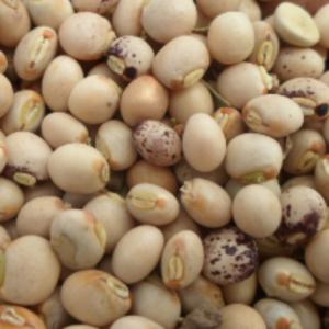  Vente Poix D'angole - fruits secs et graines grillées avec un réseau de fournisseur,  nous disposons de150 tonnes de poix d'angole.intéressé veuillez nous contacté. le prix est très encourageant.