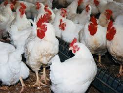  Vente De Poulets De Chair - viandes et oeufs bonjour !--on vous offre des poulets de chair vifs et plumés disponibles pour la vente.--- calibres- de 1, 5 kg à 1, 7kg.--vous pouvez vous en procurer en nous contactant. nous sommes basés à abidjan.--la sagep sarl,  partenaire officiel du commerce international.----cordial