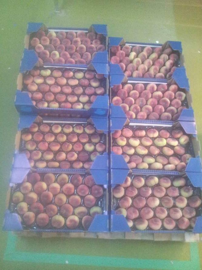  Fruits Tunisiens, Haute Qualité,goût Réel Extra, - fruits et légumes nous sommes un groupe d'agriculteurs de la tunisie,  et nous avons maintenant les fruits frais suivantes------peche plate- ~ 3000 tonnes (début 01/05 fin 30/07)---peche ronde- ~ 3000 tonnes (début 20/04 fin 30/07)---raisin sans grain- ~ 3000 tonnes (début 20/05 fin 30/08)---abric