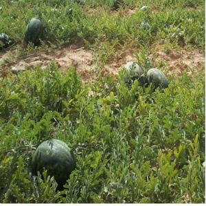  Grossiste Recherche De Client Pasteque ,melon - fruits et légumes bonjour,  nous sommes a la recherche de clients en europe ou en afrique  pour l'exportation de divers fruits  tunisien tels que- pastèque,  melon.--merci de nous contacter--quantite - 500 tonnes----