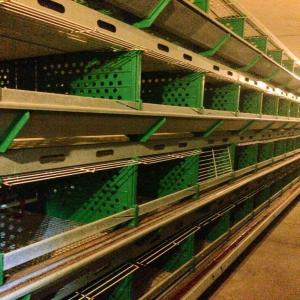  Zucami Cages Pour L'élevage Des Poulettes - autres grande opportunité!!! les cages ont été achetés en 2008,  ils sont impeccables en tant que nouveau; automatisations fonctionnent tous parfaitement.--des caractéristiques---- capacité de 124 mille poulettes--- 8 lignes x 4 niveaux,  9536 cages--- dimensions cag