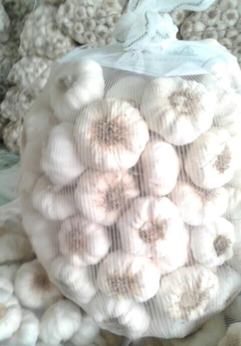  Ail Sec Blanc En Provenance D'egypte - fruits et légumes nous proposons de l'ail sec blanc en provenance d'egypte. --conditionnement par carton de 10 kg.--50 cartons par palette.--3 palettes minimum.--prix fixe cpt a&eacute;roport de destination.--