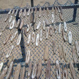  Fruit De Mer Saisonnière Concombre De Mer - poissons je présent un groupement des jeunes pecheurs qui essaye de se développer dans ce domaine et j'aimerais bien si ont croisent des entreprises accueillantes pour qu'on puisse vendre nos produit saisonnier de fruit de mer tel que le concombre de mer et du poulpe etc . sachant qu'en pleine 