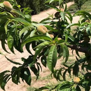  Peche Plate - fruits et légumes nous sommes une soci&eacute;t&eacute; d'agricole sp&eacute;cialis&eacute; en arbo fruitier.--on d&eacute;but juin les peches plates seront pretes pour la r&eacute;colte.--quantit&eacute; - environ 60 tonnes.--je cherche des clients serieux et potentiel.--