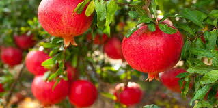  Innovation Fruitières Tropicales - Investissement capitaux bonjour ,  projet innovateur - innovations cultures fruiti&egrave;res tropicales avec haute plus valu  production labellis&eacute;e  production bio ,  projet global dans la biodiversit&eacute; ,  une vingtaine d'esp&egrave;ces produire du frais du transform&eacute; march&eacute; local et export ,  tr&ea