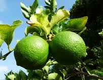  Vente De Citron - fruits et légumes producteur de citron au cameroun en grande quantité et recherchons des clients potentiels pour achat permanent.