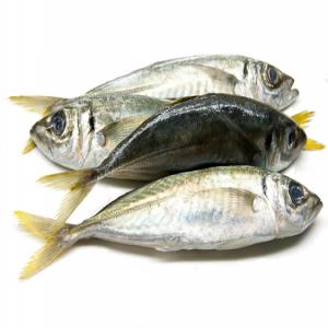  Fournisseurs De Poisson Congelé - poissons nous souhaitons recherchons des fournisseurs de poisson congelé (chinchard,  maquereau,  sardinelle,  tilapia ) pour importation au bénin. ----merci de nous contacter.