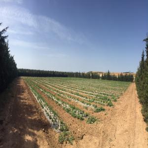  Vente Plants De Stévia - produits sucrés notre soci&eacute;t&eacute; bio natura poss&egrave;de un domaine agricole biologique de 160ha en tunisie. --nous pouvons vous fournir en plants de st&eacute;via et vous encadrer pour le d&eacute;marrage de l'activit&eacute;.--