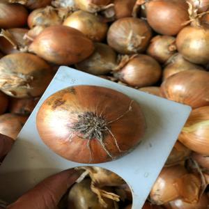  Oignons Jaunes En Sacs 25kg 10kg - fruits et légumes offres d'oignons jaunes de la hollande en filets de 10kg et 25kg,  calibres 35/50 - 40/60-  45/65- 50/70- 60/80..etc..--disponible aussi les pommes de terre en sacs de jute et filets.--contacter nous pour les prix. --