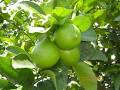  Producteur Mexicain De Citrons Verts Bio - fruits et légumes producteur et exportateur de citrons verts persa bios.----ce produit n'est pas un citron proprement dit,  mais correspond á une variété de la classification des limes acides qui poussent de manière sauvage . apparemment,  cette variété est originaire de pousses  prov