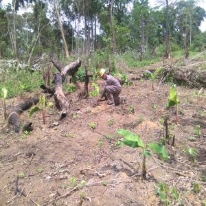  Complexe Agropastoral (cameroun) - conseil et formation nous recherchons des partenaires techniques et financiers pour la mise en place d'un complexe agro pastoral qui comprendra une unit&eacute; avicole,  une unit&eacute; porcicole,  une unit&eacute; piscicole et une unit&eacute; agricole biologique,  sans oublier une unit&eacute; de transformation.--tout 