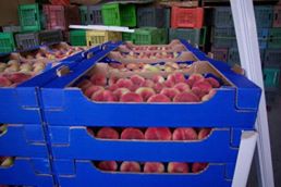 pêche  - fruits et légumes nous sommes a la recherche de clients sérieux pour des bonnes peches tunisiennes avec des prix intéressants.    