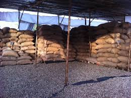  Vends Noix De Cajou Brute Et Soja Au Bénin - fruits secs et graines grillées offres noix de cajou brutes origine- bénin récolte 2017 kor- 47-48 calibrage- 160 à 190 noix/ kg  taux d'humidité- 10% maximum. emballage- sac jute 80 kg --livraison - parakou ( bénin )  quantité- 5000 ton et plus