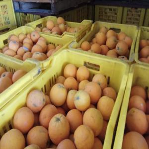  Orange Valencia - fruits et légumes dispose de 850 tonnes d'orange valencia,  stock&eacute;es dans des frigos.--pour toute demande d'informations suppl&eacute;mentaires,  merci de me contacter.