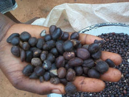  Vente D'amande De Palmiste Et L'huile D'amande - huiles --vente d'amande de palmiste et l'huile d'amande-- vente d'huiles d'amande de palmiste ainsi que amande de palmiste --nous sommes une soci&eacute;t&eacute; de production d'huile d'amande de palmiste ainsi que la vente amande de palmiste  au b&eacute;nin. nous sommes en mesure de vous fournir &agrave