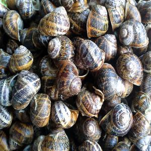  Escargot Bio - animaux vivants cherche clients pour escargot vivant bio ( source - ramassage montagne ) .--quantités négociables , --prix - 2, 5 euros / kg--qt - min 1 tonne .--conditionnement - filet de 5kg ( vivant ). --