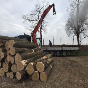  Bois De Paulownia. Paulownia Timber Logs - bois charbon fibre bois de paulownia localisation europe.--diameters 40 cm--lenght 3, 5m--for more information contact us.--spanish,  french english and romanian languages.