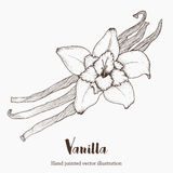  Vanilla Planifolia - aromatic spices vanilla plantifolia variety ( same as the bourbon )--size 15/18 cm ( 6 to 7 inches) --not split--humidity level - 21 to 30 %--packaging - 1kg,  carton box--traceability - for each lot,  1 certificate issue by sgs.--we supply vanilla and spices to food processors,  horeca, ,  spices merchants & traders. -