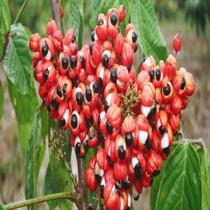  Guarana Blanc Poudre - épices aromates je vends du guarana blanc en poudre,  de mon producteur partenaire. --envoi par sac de 20kg. ----quantité minimum 25kg----prix 425 euros + frais de port environ ----délai de livraison entre 5 à 8 semaines  ----tarif dégressif selon quantité 
