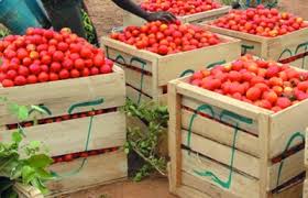  Tomate D'origine Burkina Faso - fruits et légumes en partenariat avec une société burkinabé,  nous mettons à votre disposition plusieurs produits tropicuax dont la tomate. envoyez-nous votre loi en bonne et du forme pour pouvoir traiter votre dossier en priorité.