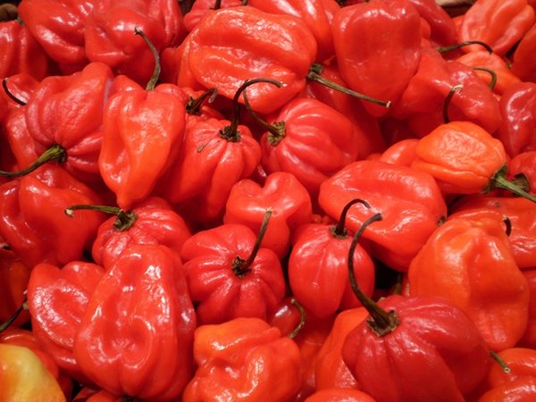  Vends Piment Habanero - épices aromates nous pouvons vous fournir des tonnages importants de piments habanero bien conditionn&eacute;s et encore frais.--pour toutes vos commandes, nous contacter directement par email