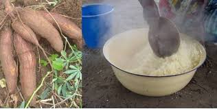  Recherche De Client Et Des Partenaires Nanioc - semence graine plant vous recherchez du manioc frais pour la consommation ou pour la fabrication de l'atti&eacute;k&eacute;?--quelque soit la quantit&eacute; et la qualit&eacute;,  nous sommes aptes &agrave; vous fournir.--faites-nous simplement savoir votre besoin et votre mode de paiement. nous travaillons avec plusieu