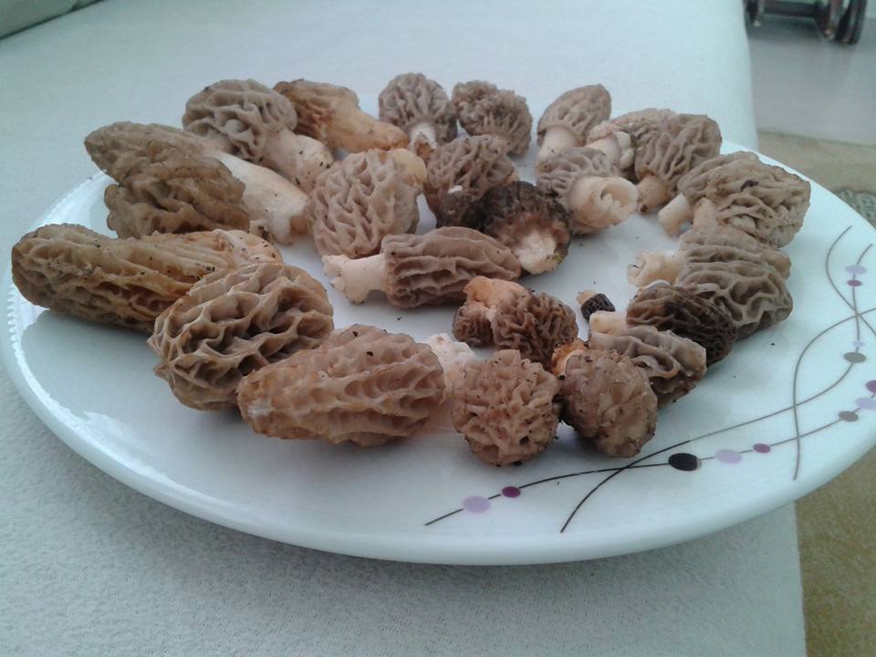  Morilles -  yeast fungus morilles de la turquie occidentale. nous recueillons morilles nous-meme. nous sommes la première personne qui voient la nature au morilles. il n'y a pas d'intermédiaire. nous envoyons notre morilles séchées courrier en europe de la belgique. nous voulons un accord commerc