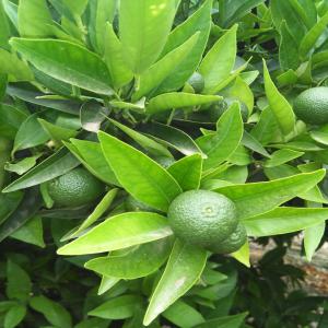  Maroc Fruit Et Légumes - fruits et légumes je suis un jeune marocain connaisseur, solvable et motiver qui a la recherche d’un client partenaire et ceci dans le but de réussir un business  d’export de fruits et légumes à partir du maroc vers un marché qui metrise.--