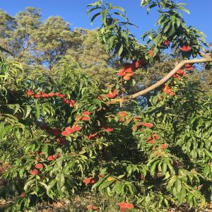  Cherche Nouvelle Variété D'agrumes - fruits et légumes bonjour ,  je possede une ferme de 25ha dont 3h de peche 2h d'olive et 4h d'orange maltaise la ferme se situe au cap bon dans le nord est de la tunisie avec un climat tres doux . je cherche a exploiter de nouvelle varietes d agrumes pour l export essentiellement le citron caviar . 