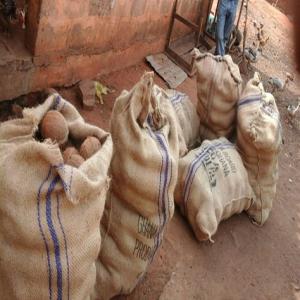  Vente De Noix De Coco - fruits et légumes nous proposons à la vente des noix de coco bien conditionné.nous pouvons vous fournir n'importe quelle quantité de votre choix.nous sommes une entreprise basée au benin.nous exportons aussi l'huile de coco, les noix de cajou le sésame de l'huile rouge ainsi que du g