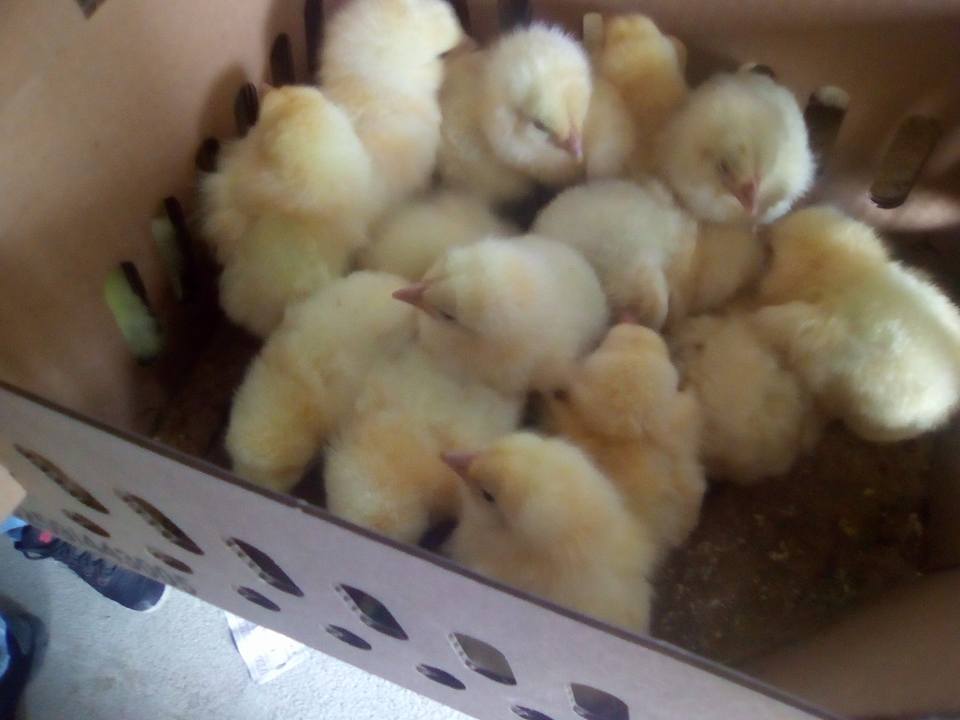  Poulet, Canard, Oie, Dinde, Faisan - animaux vivants vends poussin de 1 jours de poulet kabir,  ranger,  new red,  cbb 500,  rss 308,  shaver,  rebro,  isa brown.--nous vendons aussi oie,  dinde,  canard et faisan de 1 jours..--avons aussi des animaux a differents stade d'elevage ( 4 semaines,  8 semeains,  a sacrifie) prix sur demande et selon le poids--nous po