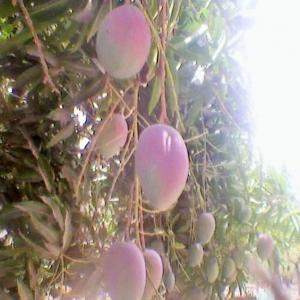 Vente De Mangue Kent - fruits et légumes bonjour , --je vous envoie nos offres pour l'approvisionnement des mangues sénégal - --périodes - --du 30 mai au 30 juin ---deux conteneurs par semaine - --poids net - 21 120 kg soit 5280 cartons de 4 kg --mangue kent --calibres 6 - 7 - 8 - 9 - 10 --prix fob dakar  - sans fret et