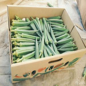  Gombo Et Courge Disponibles Pour L'export - fruits et légumes nous sommes une entreprise marocaine spécialisée dans la production le conditionnement et l'exportation de fruits et légumes , nous avons actuellement une quantité de gombo et de courge destinées à l'exportation pour toute commande appelez nous 