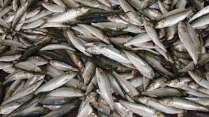 Sardines Du Maroc - poissons soci&eacute;t&eacute; sise &agrave; casablanca qui &eacute;volue dans le domaine de l'importation et l'exportation de fruit l&eacute;gumes agro alimentaires , vous pouvez dor&eacute;navant acc&eacute;der directement &agrave; notre site web et avoir en temps r&eacute;el les prix du march&eacute; selon