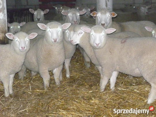  Viande D'agneau - viandes et oeufs bonjour &agrave; tous--notre soci&eacute;t&eacute; est bas&eacute;e &agrave; katowice / pologne. sp&eacute;cialis&eacute; dans l'&eacute;levage et le commerce du mouton avec une exp&eacute;rience d'environ 40 ans.--nous essayons de faire des affaires de la pologne et de toute l'europe----le poids de