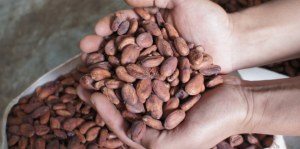  Vente De Cacao Fève Et Café Décortiqué - café cacao thé nous sommes une structure dans l'achat/ vente de produits tropicaux,  pour vos besoins en café décortiqué ou cacao fève,  nous pouvons vous fournir quelque soit votre quantité. merci de nous joindre pour vos commandes.