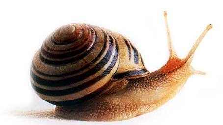  Escargot Helix Aspersa Maxima - animaux vivants bjr --nous sommes societè au maroc --spécialité - elevage des escargot --quantitè min - 10 tonnes--soyez le bienvenu --si vous etes des question n'hesite pas a me contzctez--merci--
