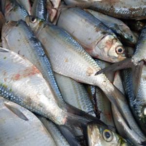  Vente De Poissons Congeles - poissons nous sommes une societe de vente de de distribution du poissons coongele --nous recherchons des partenaires commerciaux dans le domaine du poissons ;chinchard ,  sardinelles ,  maquereaux et divers congele du senegal mauritanie maroc guinee bisau angola frances espagne chine--