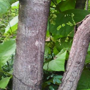  Recherche De Clients Pour Achat De Bois De Teck - bois charbon fibre des bois de teck à vendre dans le département des collines au bénin à 1500f cfa par unité. il s'agit d'une quantité importante