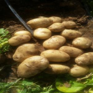  Producteur Recherche Cliente Pour Fruit Et Légume - fruits et légumes nous sommes fournisseur de produits agricoles issue de l'agriculture traditionnelle,  nous pouvons fournir les produits ci_dessous à des quantités illimités. --produits- pommes de terre,  tomates,  fenouil,  piment,  poivron,  haricots vert,  carottes,  ail,  etc...