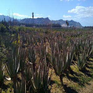  Aloe Vera D'andalousie - matiere vegetale notre société spécialisée dans la vente de feuilles fraîches,  de plantes et de plants d'aloe vera issu de l'agriculture écologique (certifications des organismes européen) de la région d'andalousie en espagne propose a la vente toute au long de 