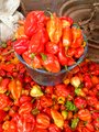  Gros Stocs Piments Vendre - fruits et légumes -piment originaire de l'ouest cameroun (piment de baleng )très chaud de couleur rouge et jaune,  --    avec un bon parfin et très délicieux --*piment frai --*piment sec 