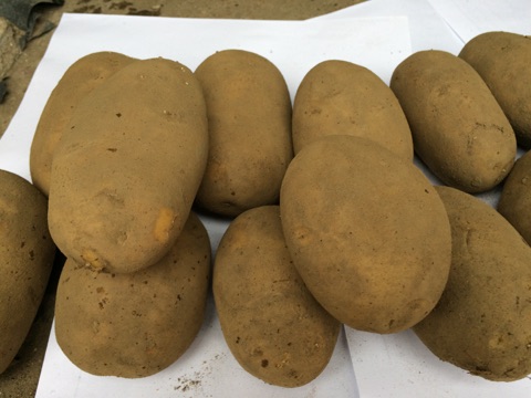  Pommes De Terre Vendre - fruits et légumes la variété de nos pommes de terre- innovator--- calibre 50+--- fermes--- sans germes--nous pouvons fournir également d'autres variétés sur demande.--