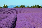  Lavande Grande Quantite - épices aromates a vendre une quantité de lavande,  de 40 tonnes,  d'une bonne qualité,  le prix est de 7, 5€ le kg,  le prix indiqué est au champ