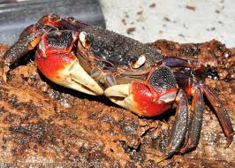  Achat Crabes Mangrove Gasy Scylla Serrata Vivant - coquillage crustacé bonjour,  je recherche des fournisseurs de madagascar,  crabes de mangrove dont le nom scientifique - scylla serrata. je veux des crabes vivants. quantité 300kg/semaines,  150kg femelles / 150 kg males. destination - dongguan région canton chine et paris pour france. contactez-moi par mai