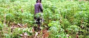  Vendre Notre Manioc Frais - matiere vegetale nous recherchons de clients intéressés par notre manioc frais,  semi-transformé (patte pour plaçait) ou transformé en attiéké. --nous sommes à sakiré s/p lolobo dans le departement de yakro.