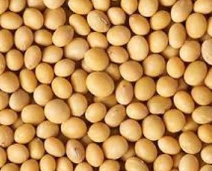  Cherche Acheteur De Soja - fruits secs et graines grillées vente de soja blanc pret à l'export ou en vente sur place dépôt magasin a ouagadougou 10000 tonnes,  prix fob,  conditionnement en sac de 100 kg,  bien trillé-propre et stocké a ouagadougou--- 350 fcfa /kg la tonne fob---260 fcfa/kg dépôt magasin --- condi